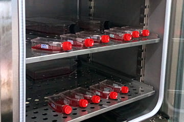 A photo of research flasks containing the malaria parasite being stored in a cooler.
