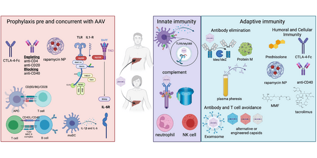 AAV Immunotherapy depicts different pathways of the immune system that sense AAV vectors and presents known and future targets to blunt the immune response.