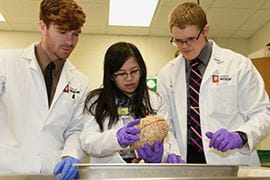 Three research students observe a model human brain.