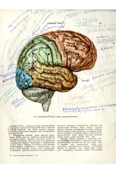 An image of brain with Russian notes