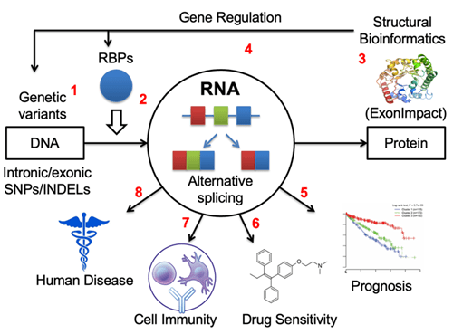 workflow shows rna leading to alternative splicing and steps between gene regulation and expression