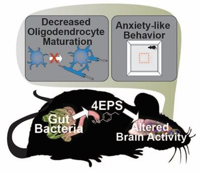 decreased oligodendrocyte maturation and anxiety-like behavior stem from a mouse's mind. Inside the mouse, gut bacteria points to 4EPS which points to altered brain activity.