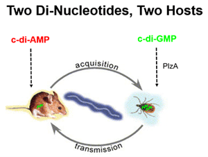 illustration of lyme disease host cycle. A mouse on the left has the di-nucleotide c-di-AMP. The tick on the left has the di-nucleotide c-di-GMP. There are arrows between the mouse and tick showing transmission and acquisition of lyme disease cycling between the two creatures.