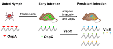 illustration of lyme disease infection from tick to mouse. The unfed tick nymph has the OspA protein. The infection moves to the mouse, who has OspC protein in early infection. After adaptive immunity, the infection becomes a persistent infection. The mouse with persistent infection has the VIsE proteins. YebC is the transcription factor between early and persistent infection.