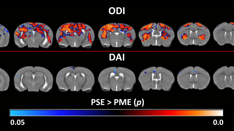 Images of animal brains scans on the left and graphs on the right.