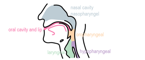 illustration shows a human head and neck with anatomical features marked: oral cavity and lib, nasal cavity, nasophayngeal, orotharyngeal, laryngeal, and hypotharyngeal