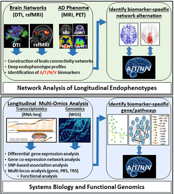 Chart showing Network Analysis of Longitudinal Endophenotypes and Systems Biology and Functional Genomics